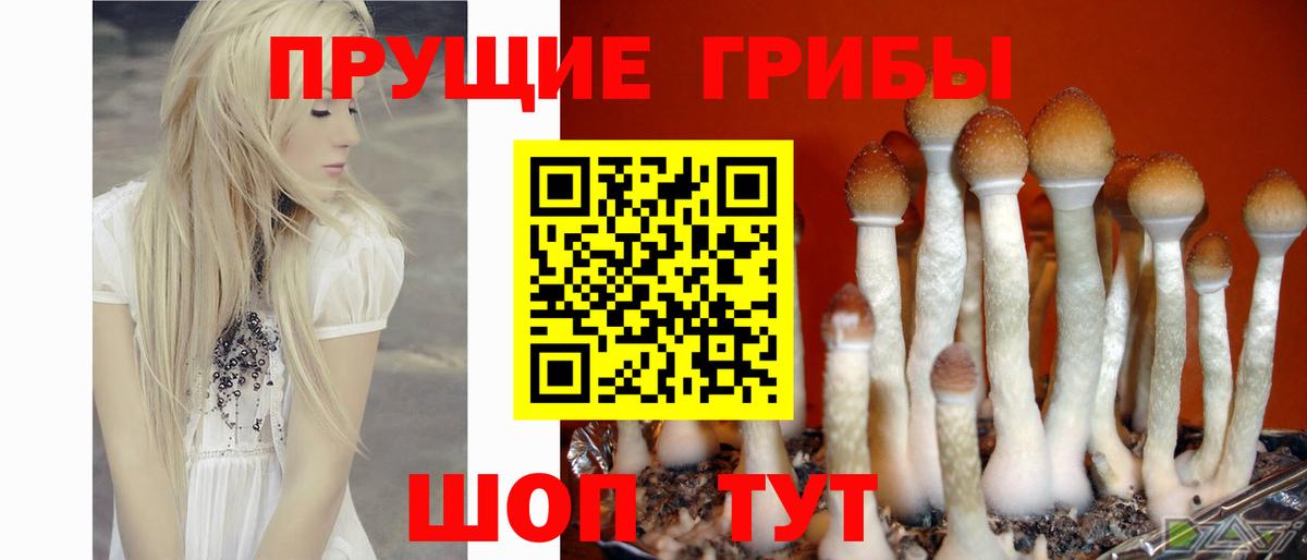 Псилоцибиновые грибы GOLDEN TEACHER  Вход с VPN  Дальнегорск  Галлюциногенные грибы прущие грибы 
